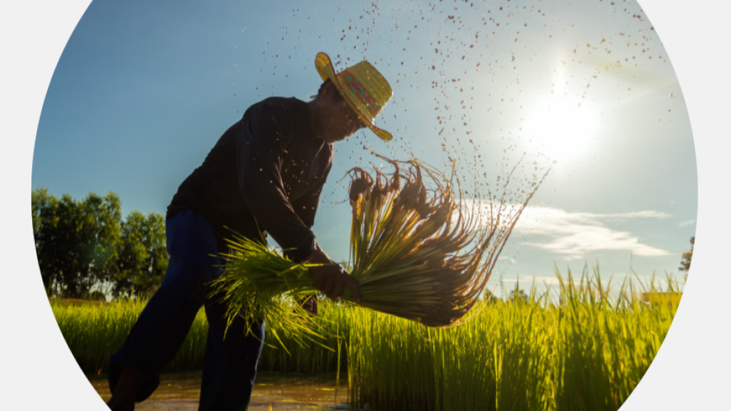 La revolución industrial transforma la forma de producción de los alimentos.