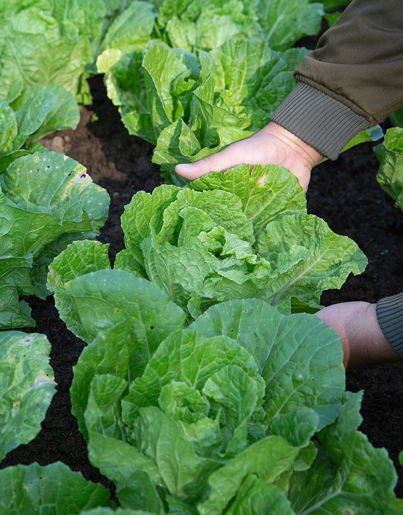 Visita nuetra granja